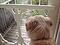 Perro confundido | BahVideo.com