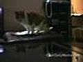 funny talking cats | BahVideo.com