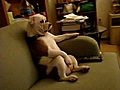 Bulldog viendo la tele | BahVideo.com