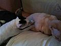 Massaging Kitty- No Happy Ending  | BahVideo.com