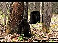 Lily the Black Bear Hope and Faith - May 20  | BahVideo.com