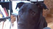Dog Responds to Secret Code Word | BahVideo.com