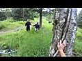 Mountainbikers Charged By Moose | BahVideo.com