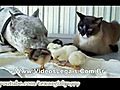 Pitbull cat and small chickens | BahVideo.com