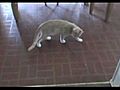 Cat being chased by vacuum | BahVideo.com