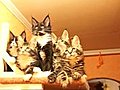 Maine Coon Kitten | BahVideo.com
