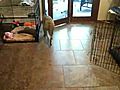 Greyhound puppy - Pets Next Door | BahVideo.com