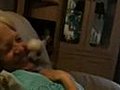 Hyper Chihuahua Puppy | BahVideo.com