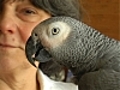 Elever des perroquets domicile | BahVideo.com