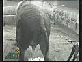 Shocking Video Shows Elephant Being Beaten | BahVideo.com