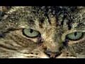Cats 101 Housecats | BahVideo.com