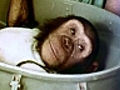 Ham un chimpanz dans l espace | BahVideo.com