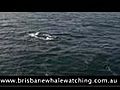Whale Watching Tours Moreton Bay | BahVideo.com