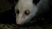 Heidi The Cross-Eyed Opossum Makes Comeback | BahVideo.com