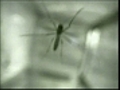 Hotline set up for West Nile Virus concerns | BahVideo.com
