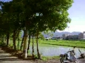 田んぼと複数の並んだ木 | BahVideo.com