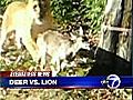 Baby deer escapes lion at DC zoo | BahVideo.com