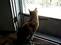 Ghetto Cat Fight | BahVideo.com