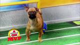 Puppy Bowl VII Last Year s MVP | BahVideo.com