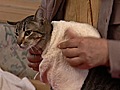 Liebe Tiere Katzen - Hitzschlag | BahVideo.com