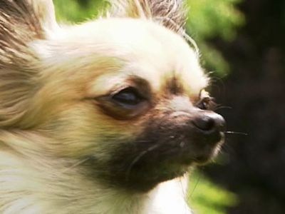 Chihuahua Sheepdog | BahVideo.com