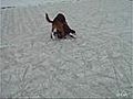 Dog Owns Little Ice Skater Video | BahVideo.com