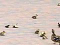Animals Ducks Blown Off Their Feet Explained | BahVideo.com