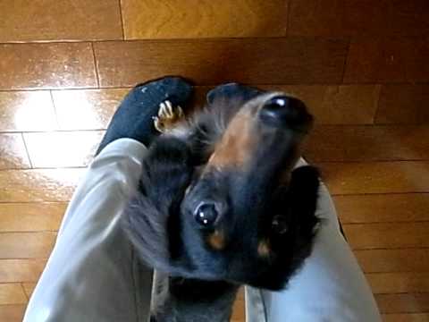 Blind dog Nono s latest trick is practicing now your feet on mine  | BahVideo.com
