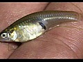 Mosquito Eating Fish | BahVideo.com