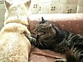 Geyşa kediden masaj ! | BahVideo.com