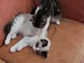 Cute Kitty Massage  | BahVideo.com