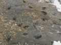 Crabs Walking On Rock As Waves Crash Over | BahVideo.com