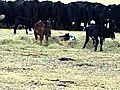calves fighting AVI | BahVideo.com