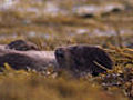 Snoozing otters | BahVideo.com