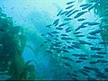 Catalina Island Scuba Diving | BahVideo.com