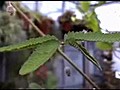 Ate e sevmeyen kaprisli bitki  | BahVideo.com