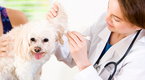 Your Puppy s First Veterinary Visit | BahVideo.com