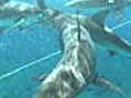 Shark Week Shark Repellent | BahVideo.com