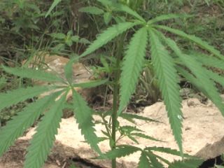 Mexican Cartel Responsible for Missouri Marijuana Field  | BahVideo.com