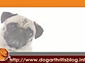 Dog Arthritis PT Series 2 - Weights | BahVideo.com