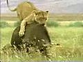 Lion Vs Bull Fight | BahVideo.com