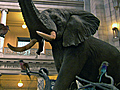 The Elephant in the Rotunda | BahVideo.com