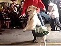 Chilean dancing dog | BahVideo.com