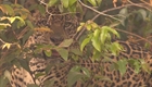In Search of Jaguars | BahVideo.com