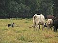 Breaking Jacks Cattle amp 039 10 mov | BahVideo.com