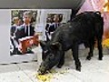El cerdo Pol come de Urrutia | BahVideo.com