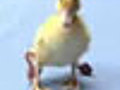 Four Legged Duckling | BahVideo.com