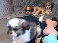 shichon puppies zuchon puppies bichon shih tzu mix puppies fuzzywuzzypups | BahVideo.com