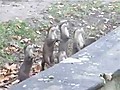 Happiest Otters Ever | BahVideo.com