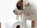 Howdini - How To House Train Your Puppy | BahVideo.com